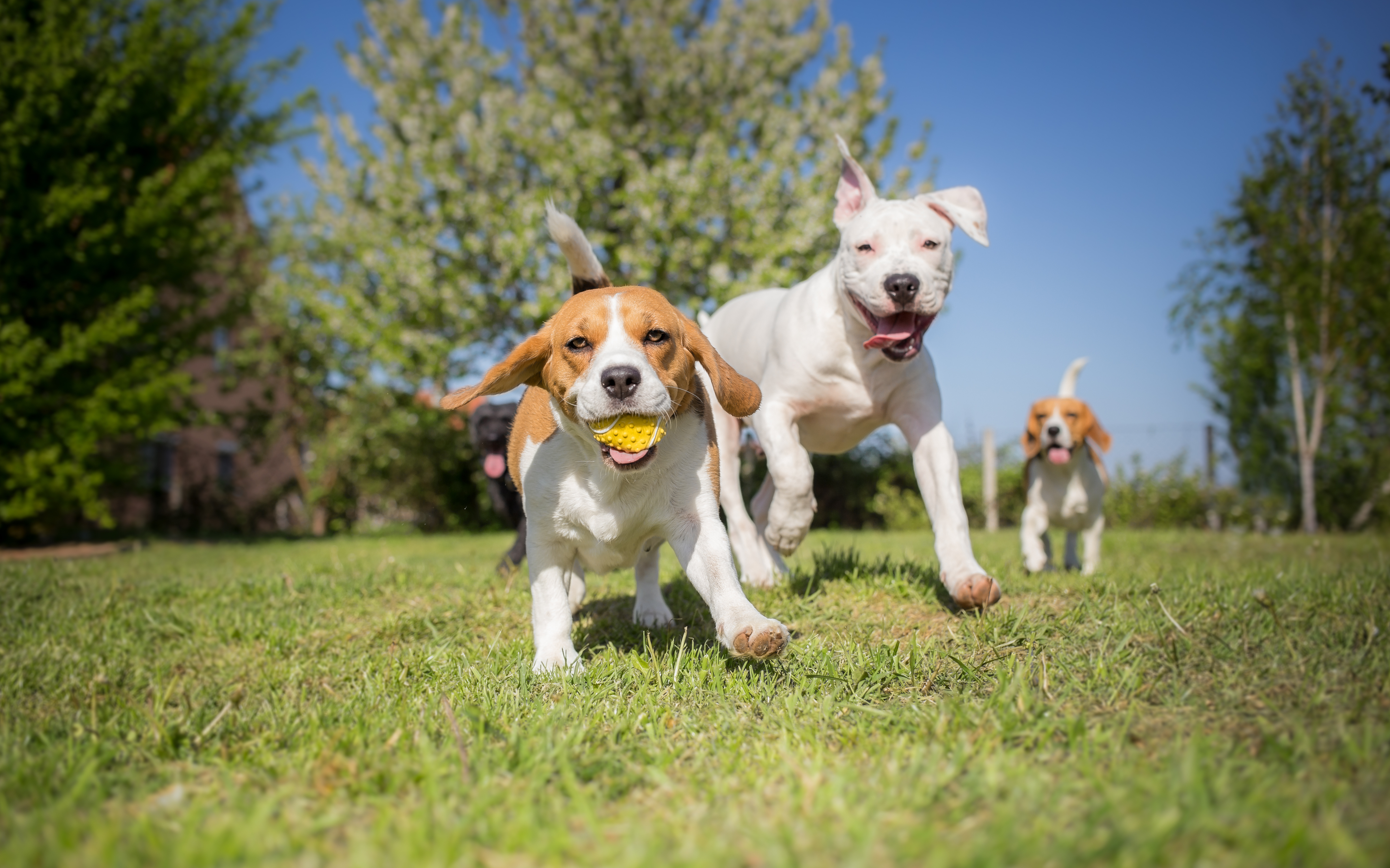 a group of dogs running on grass