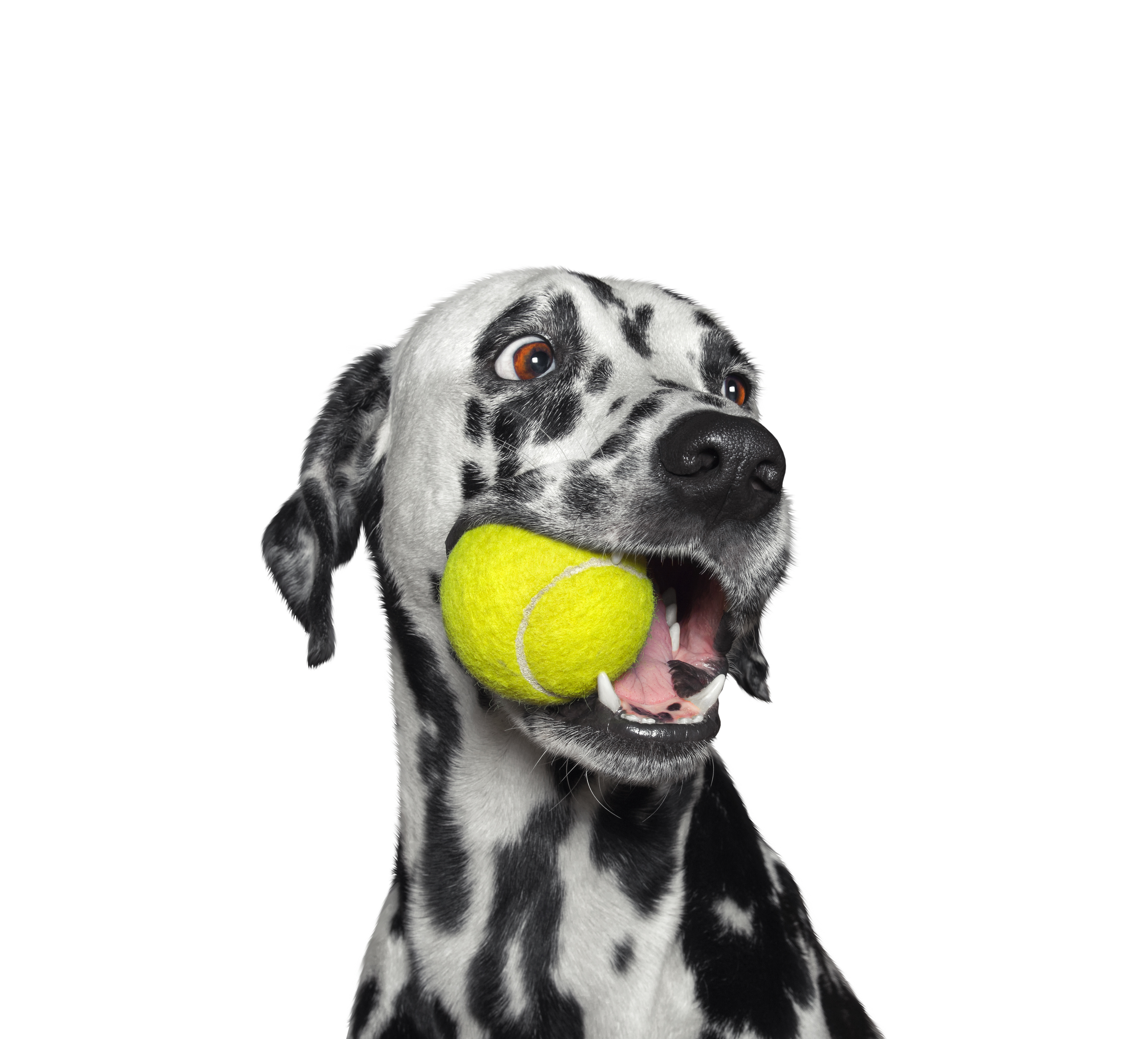 a dog with a tennis ball in its mouth