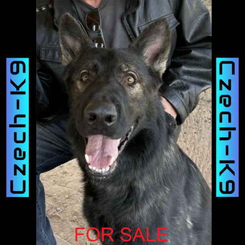 Azor Slavic Border Patrol Dog 3 Years Old