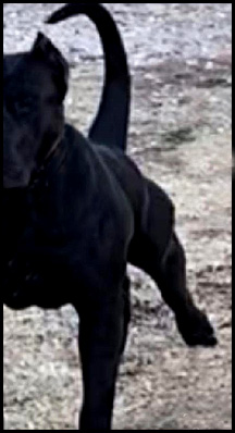 muscular dog no processed food